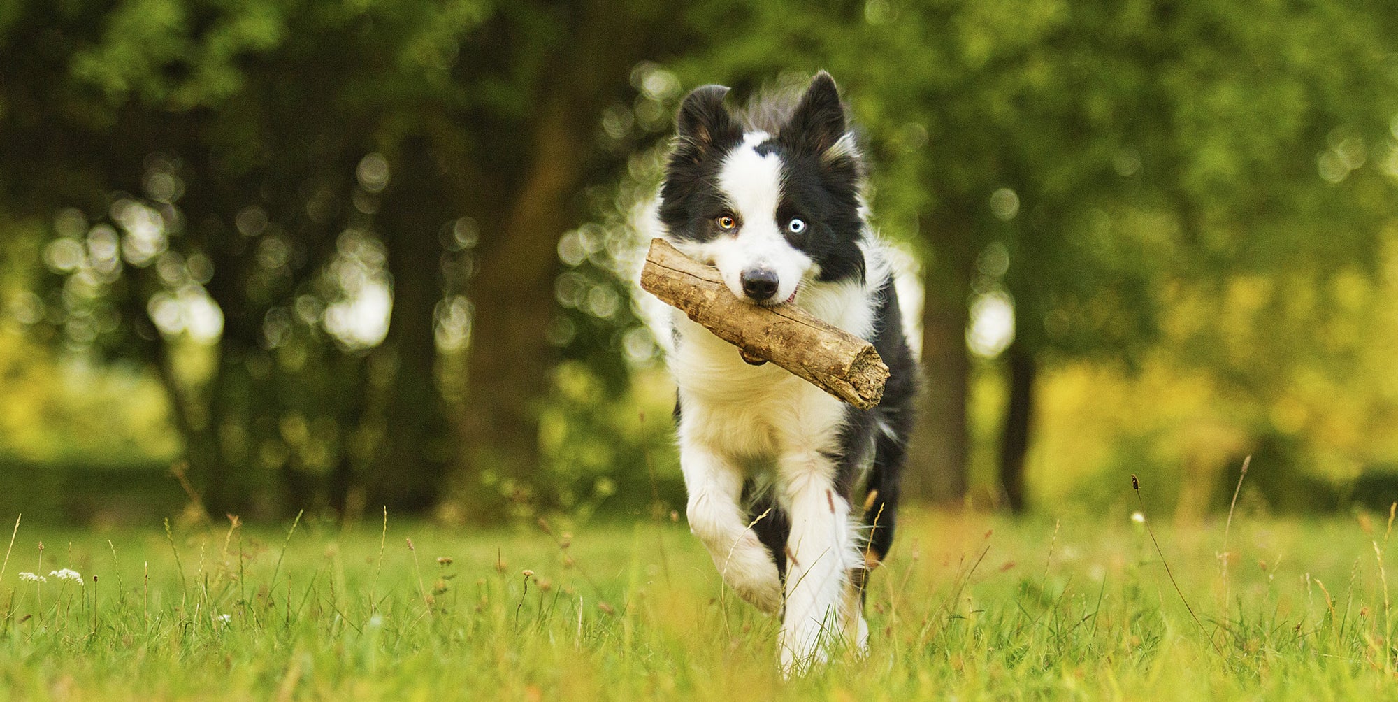 Perfect Fit Harness Dog Harness Perfect Fit Dog Harness CosyDogs